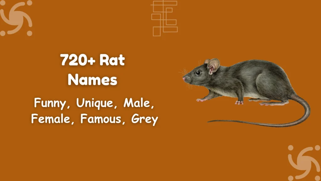 Rat Names