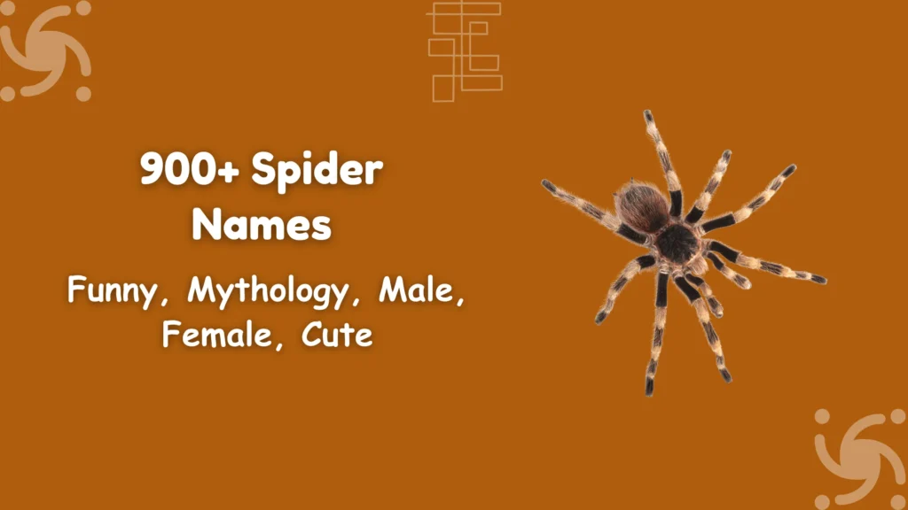 Spider Names
