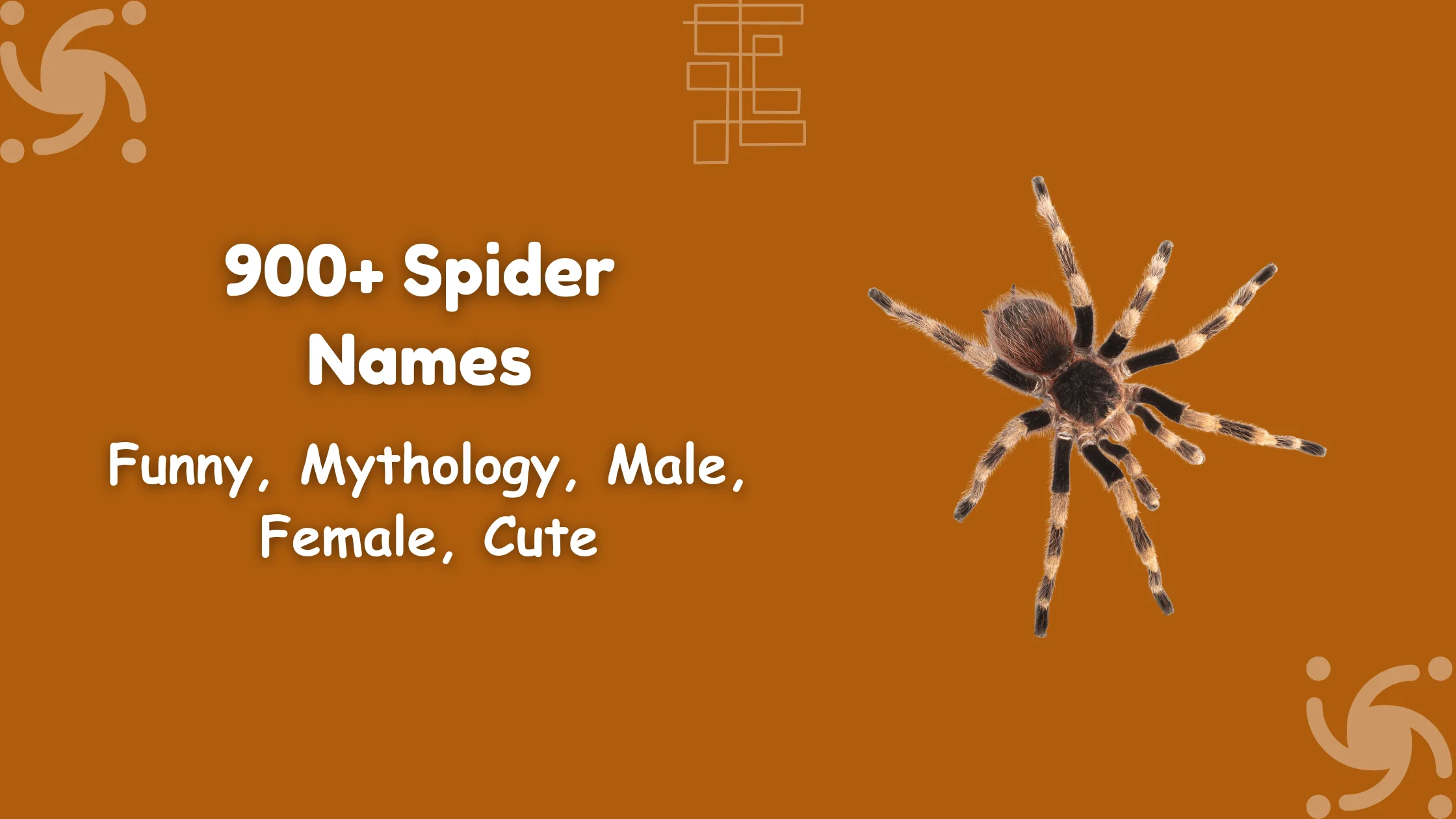 Spider Names