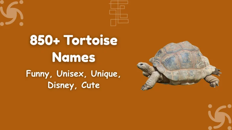 Tortoise Names