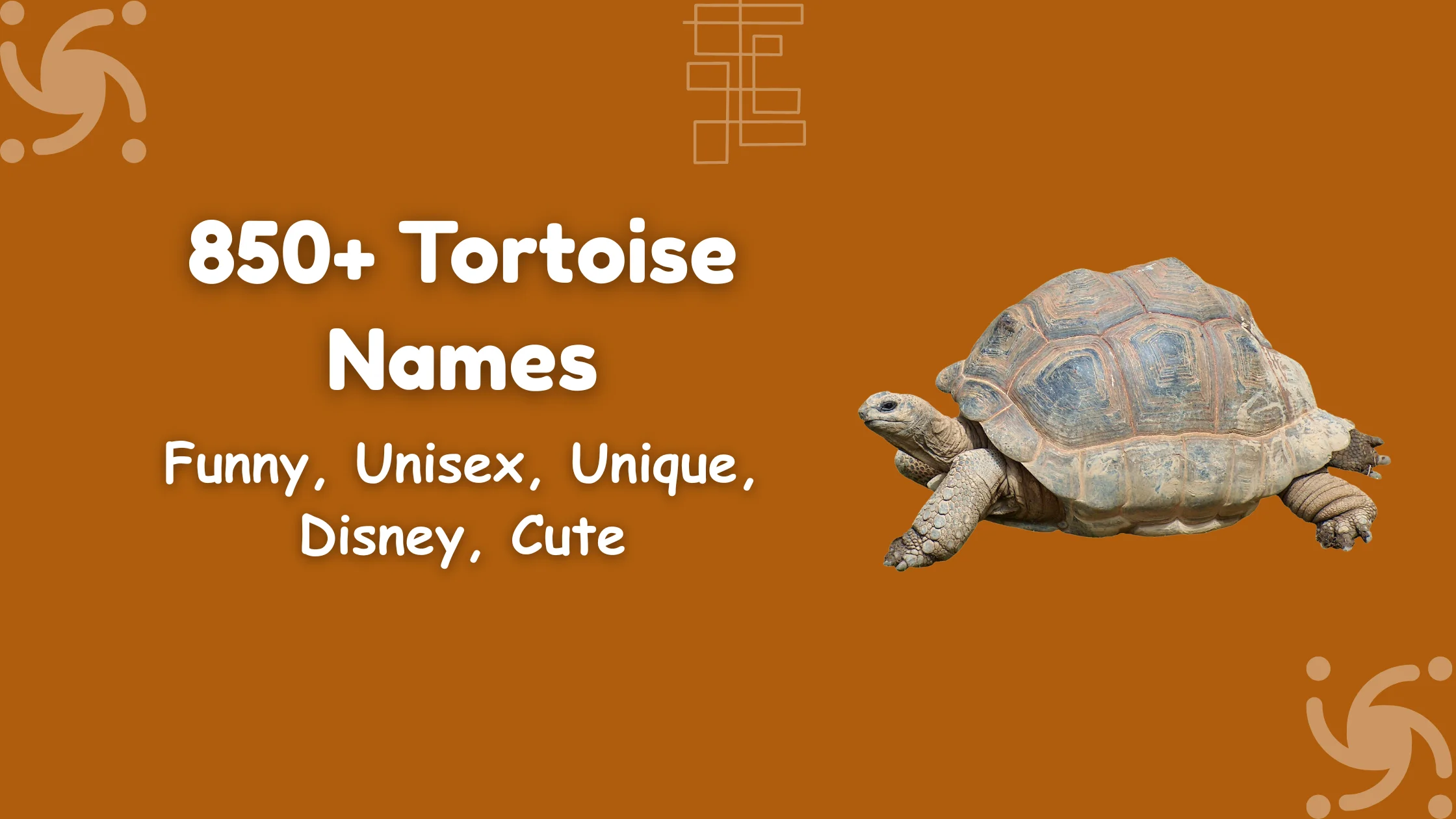 Tortoise Names